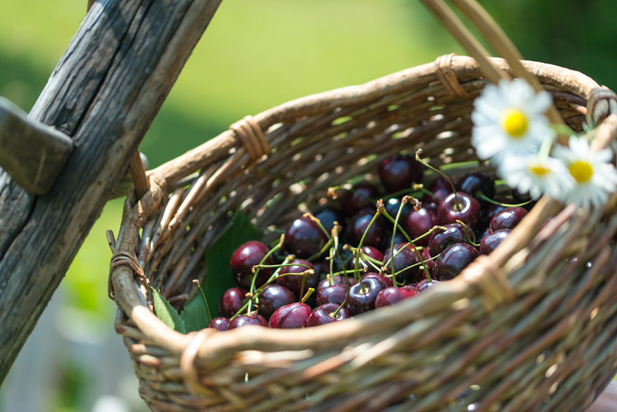 Caspar Cherries