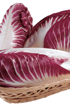 radicchio rosso