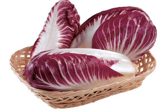 radicchio rosso